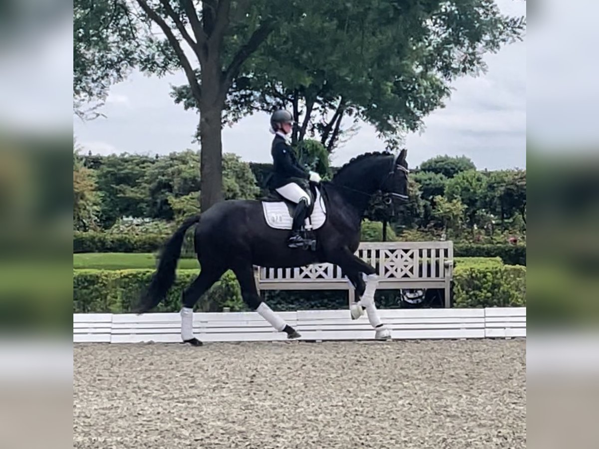 Hanoverian Mare 5 years 16,2 hh Black in Neckargemünd