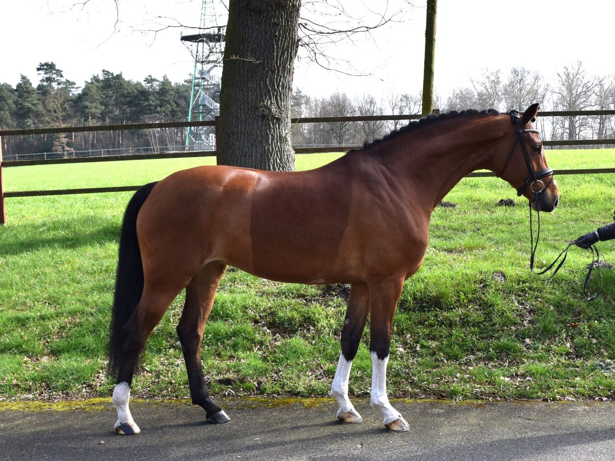 Hanoverian Mare 5 years 16,2 hh Brown in Isterberg