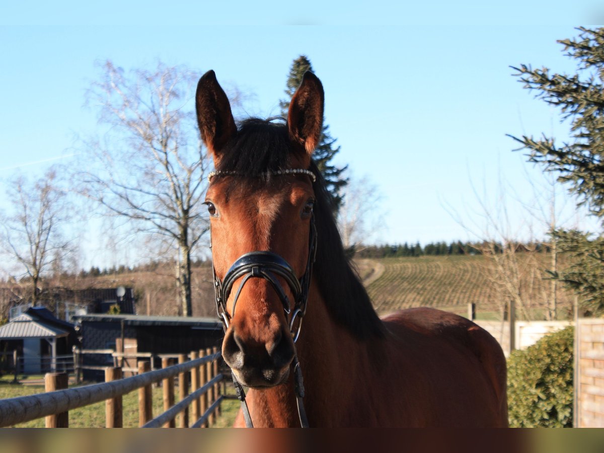 Hanoverian Mare 5 years 16,2 hh Brown in Ennepetal