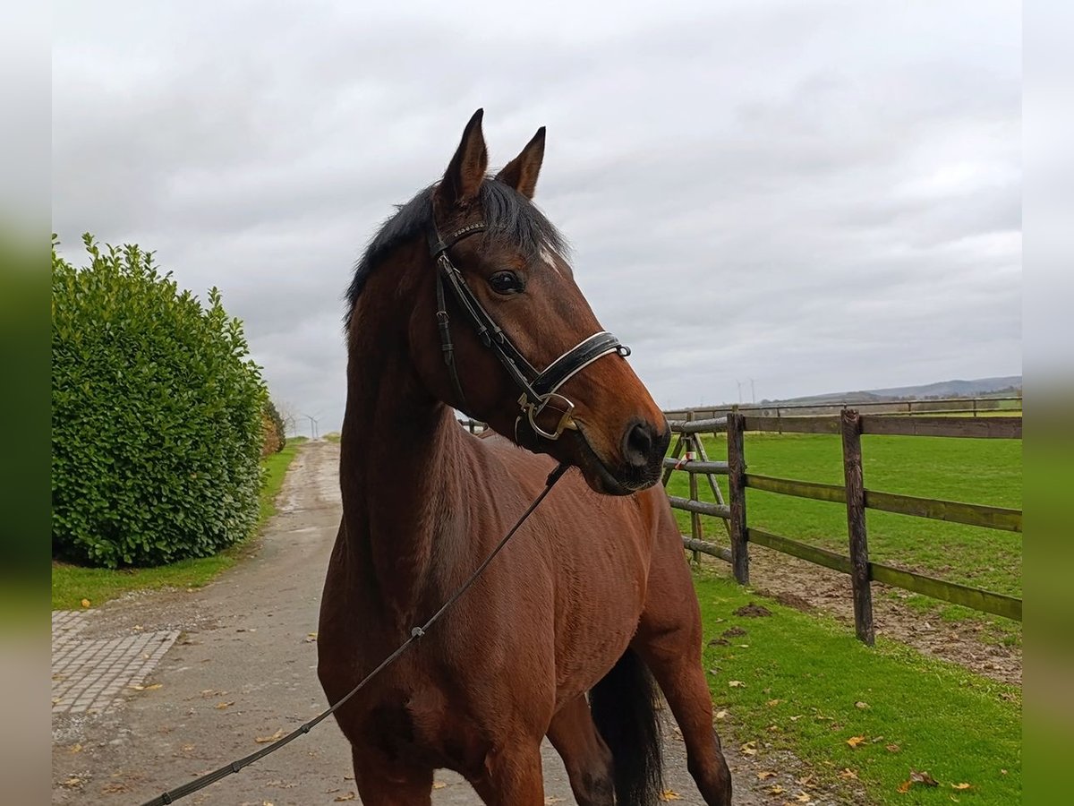 Hanoverian Mare 5 years 16,2 hh Brown in Warstein