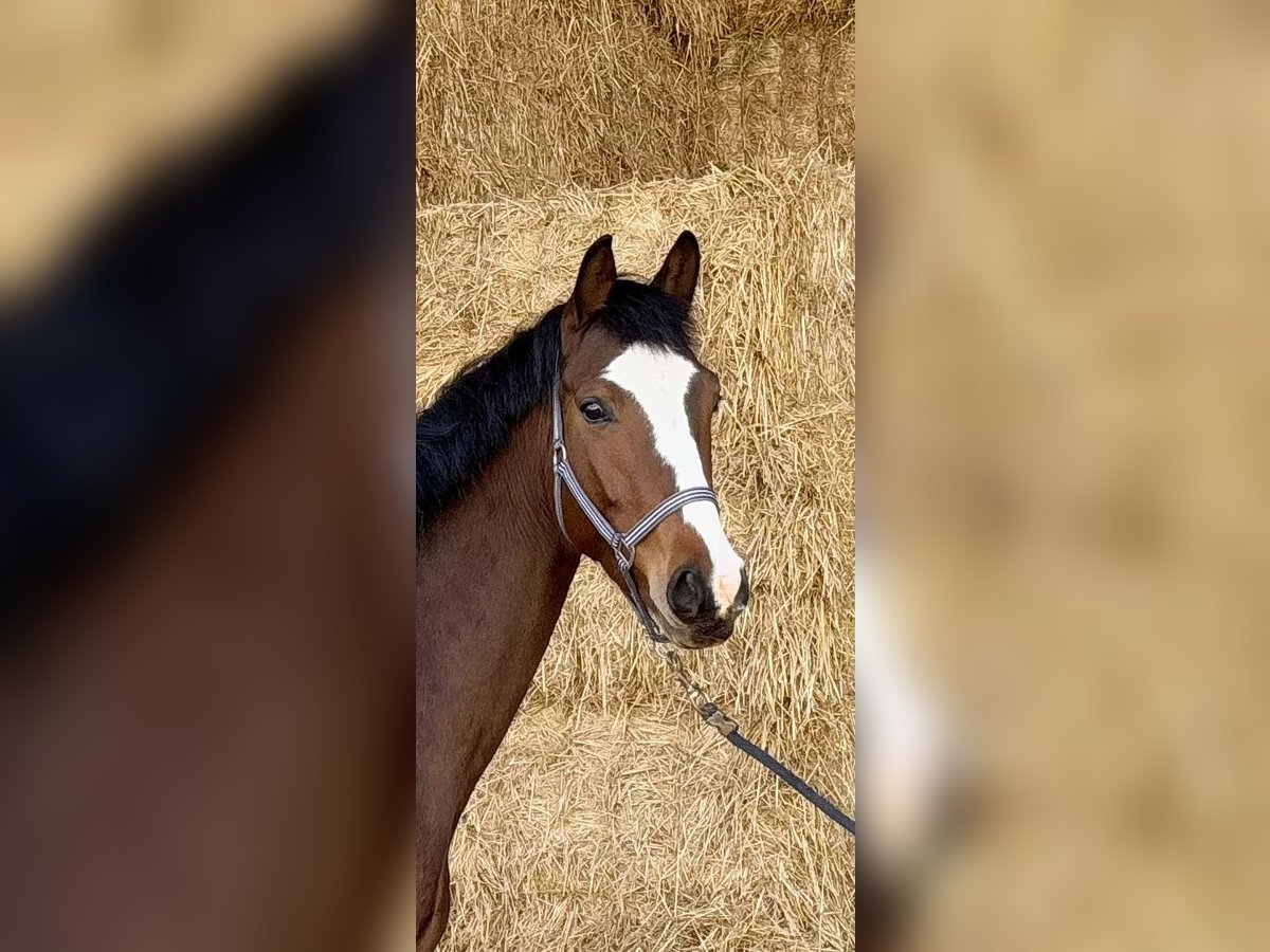 Hanoverian Mare 5 years 16,2 hh Brown in Zülpich