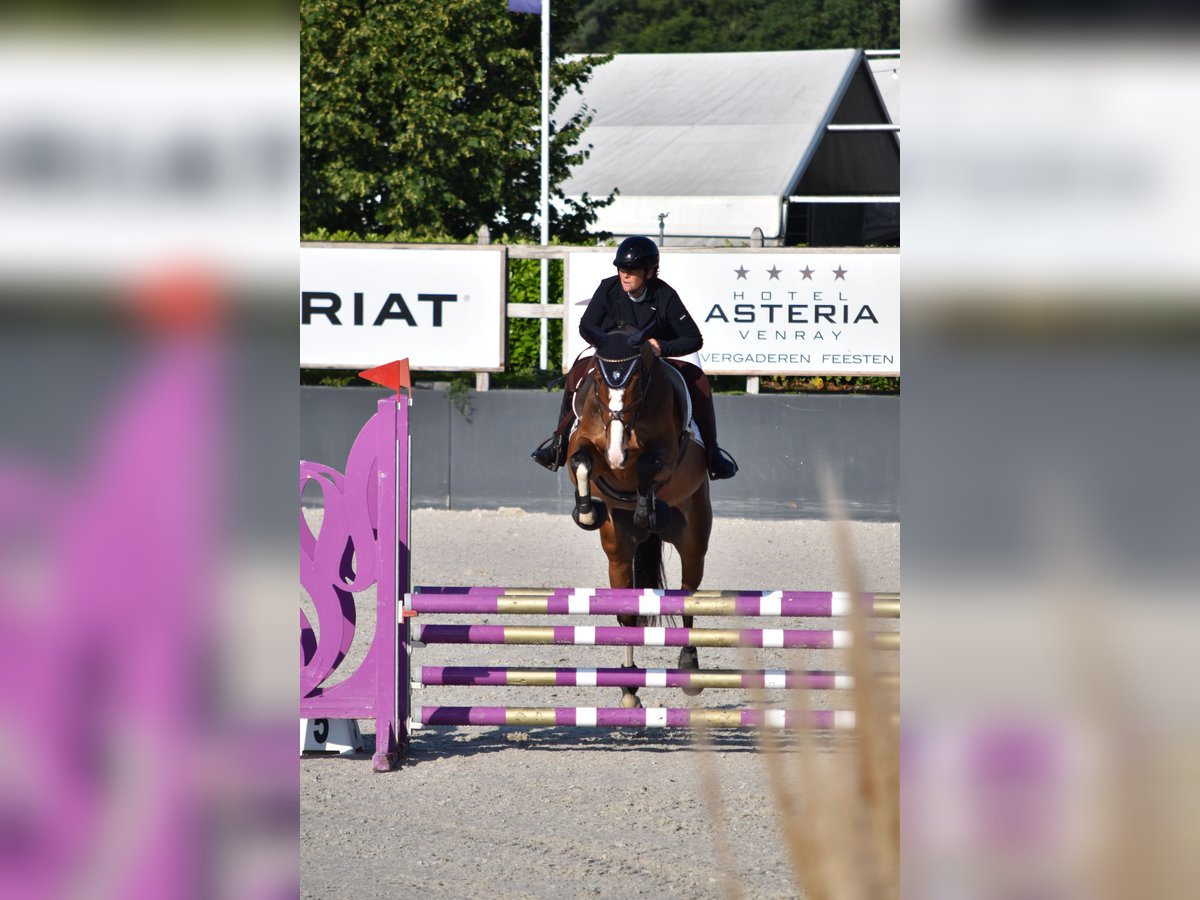 Hanoverian Mare 5 years 16,2 hh Brown in RatingenRatingen