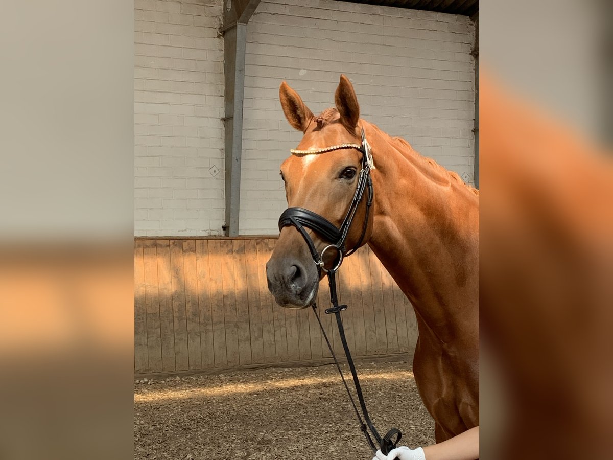 Hanoverian Mare 5 years 16,2 hh in Hildesheim