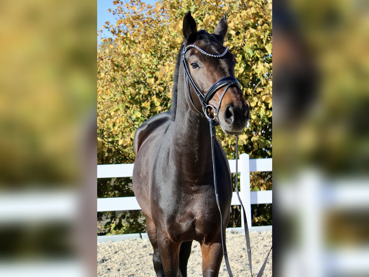 Hanoverian Mare 5 years 16,2 hh in Ebenweiler