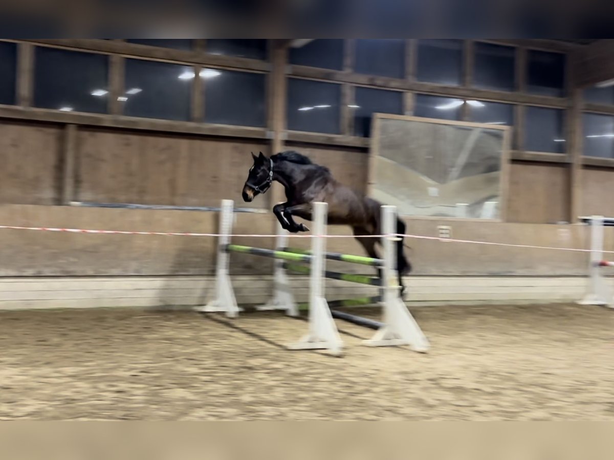 Hanoverian Mare 5 years 16,3 hh Bay-Dark in Babenhausen