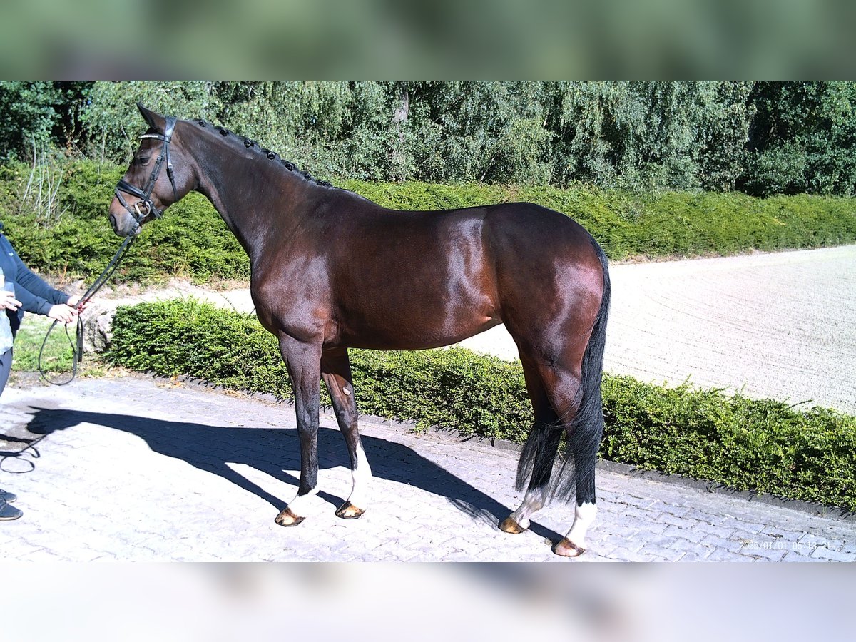 Hanoverian Mare 5 years 16,3 hh Brown in Visbek