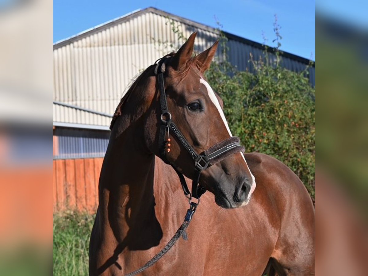 Hanoverian Mare 5 years 16,3 hh Chestnut-Red in Drackenstein