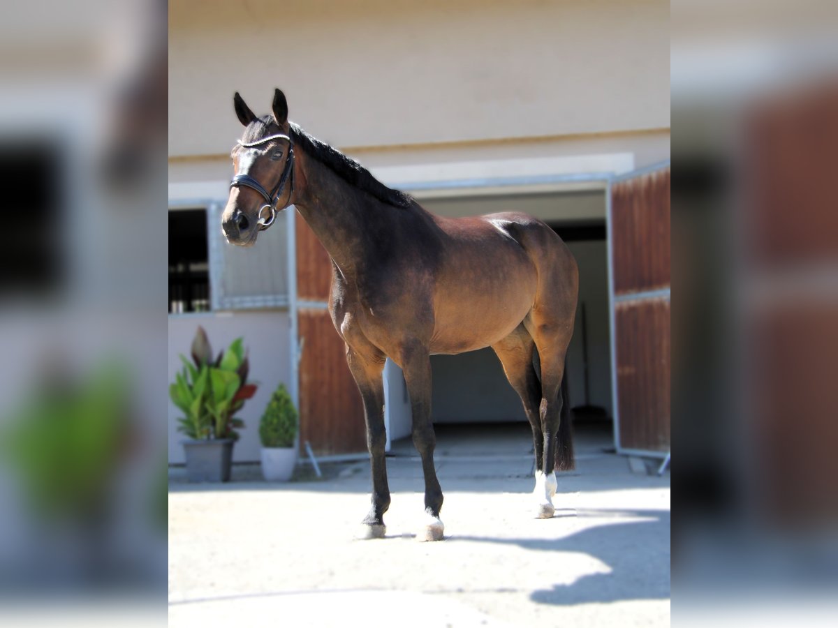 Hanoverian Mare 5 years 16 hh Bay-Dark in Podolanka