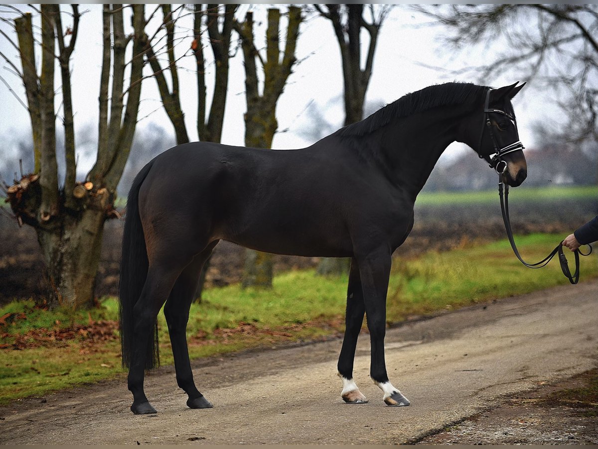 Hanoverian Mare 5 years 16 hh Bay-Dark in Cegléd