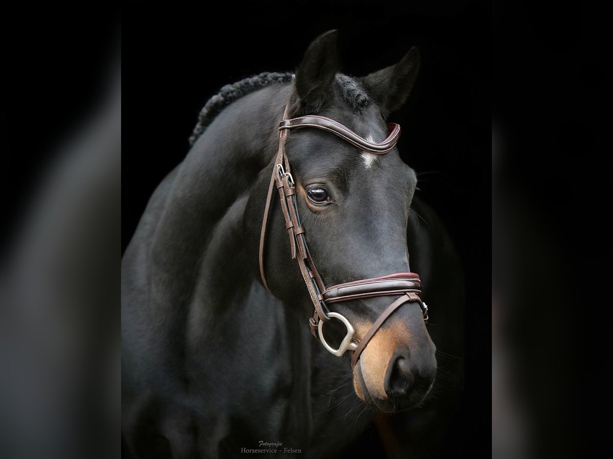 Hanoverian Mare 5 years 16 hh Bay-Dark in Dohren