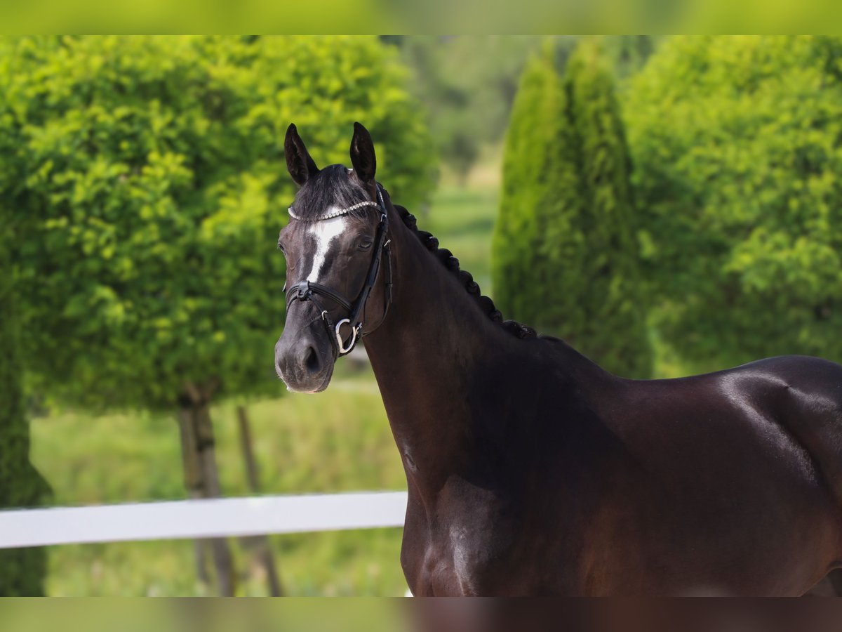 Hanoverian Mare 5 years 16 hh Black in Schw&#xE4;bisch Hall