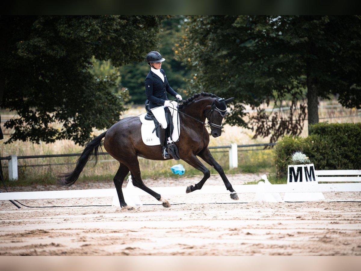 Hanoverian Mare 5 years 16 hh Black in Neuberg