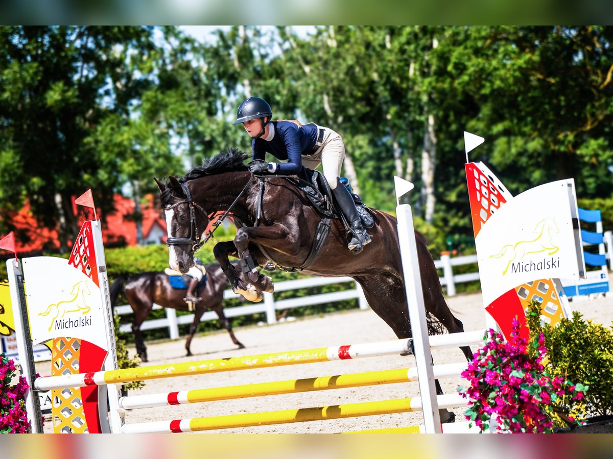 Hanoverian Mare 5 years 16 hh Black in Szatarpy