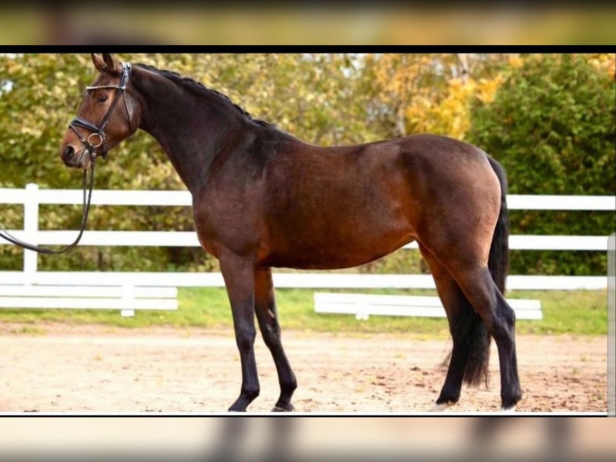 Hanoverian Mare 5 years 16 hh Brown in Husum