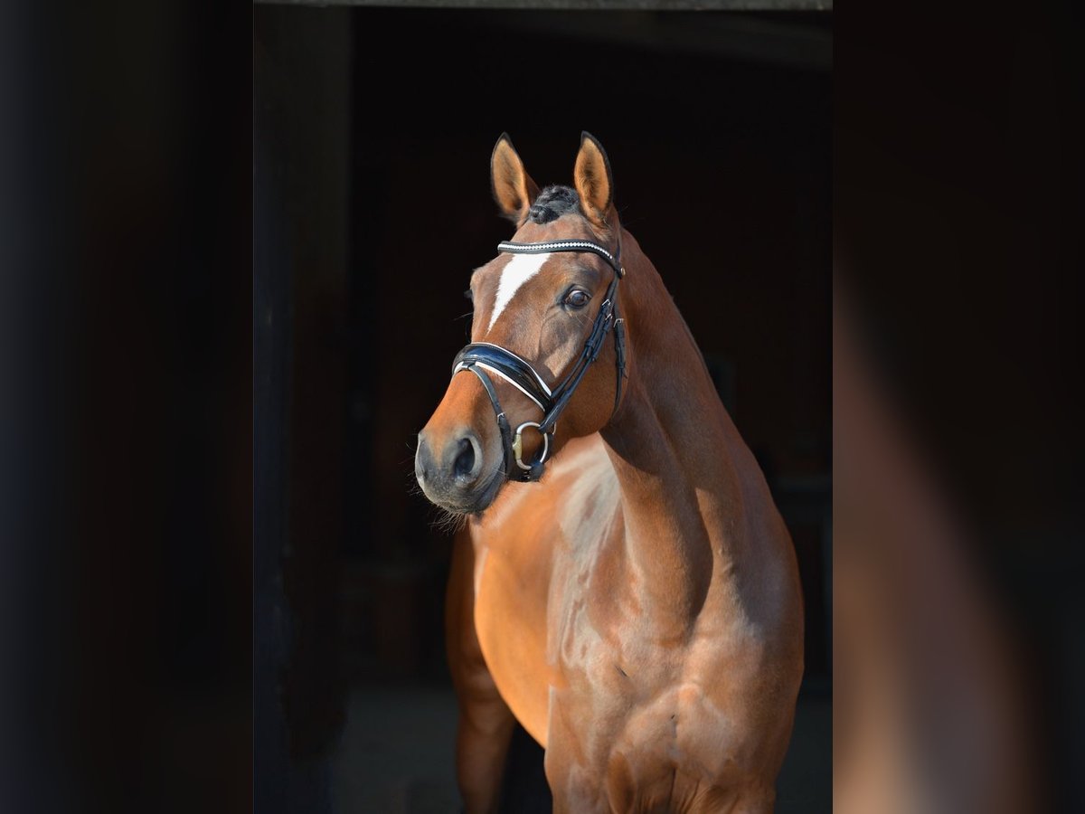 Hanoverian Mare 5 years 16 hh Brown in Vechta