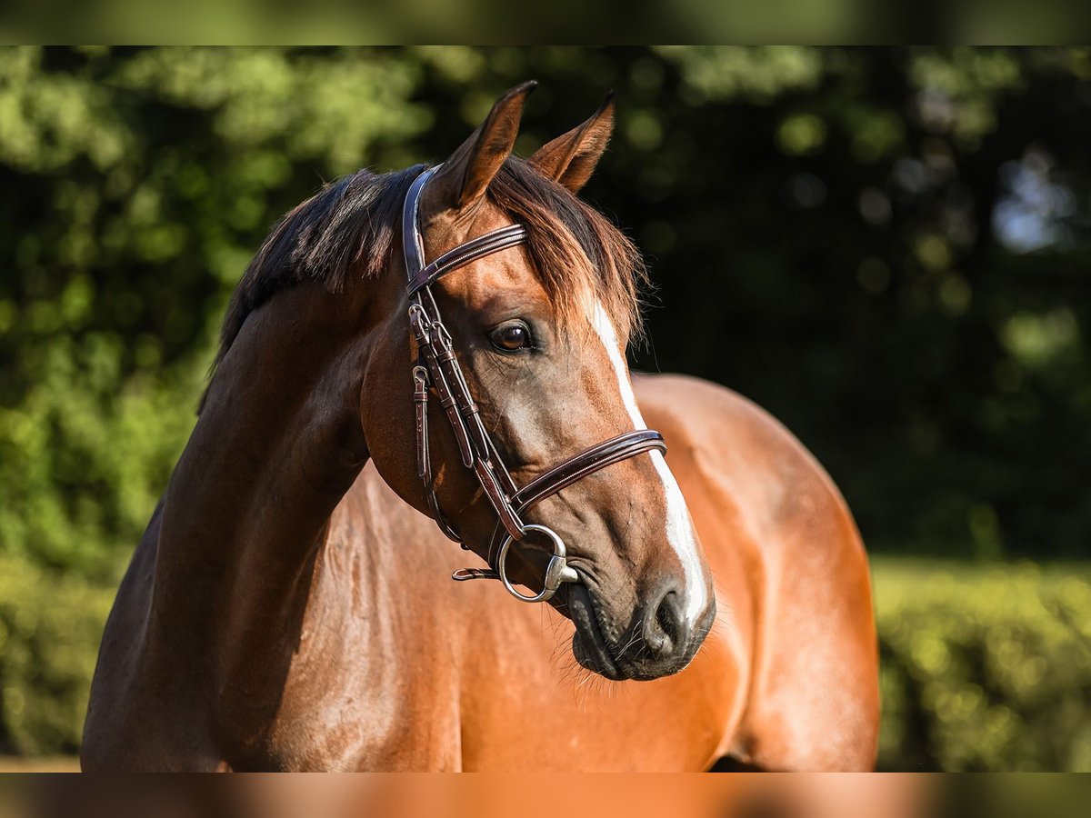 Hanoverian Mare 5 years 16 hh Brown in Riedstadt