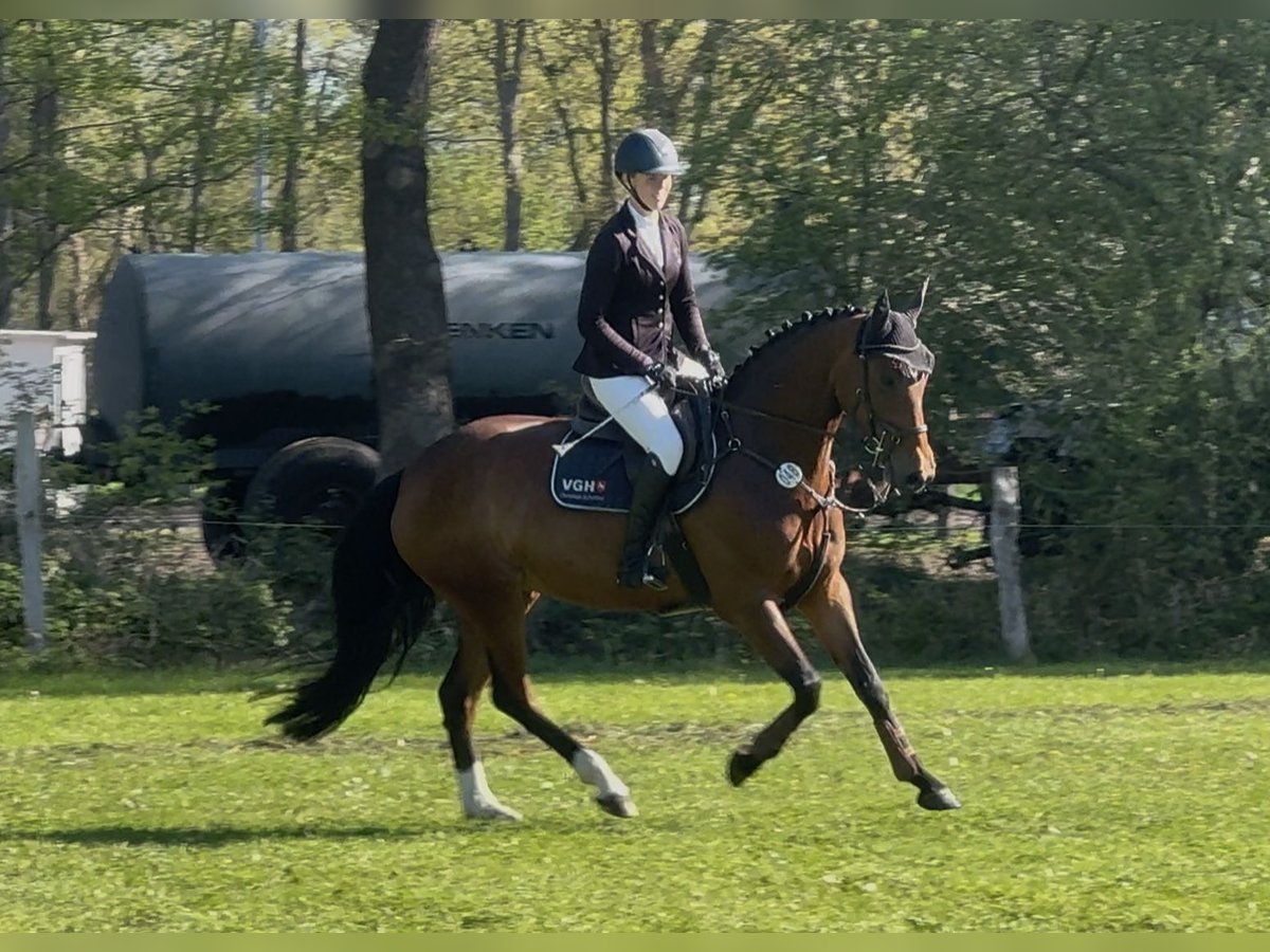 Hanoverian Mare 5 years 16 hh Brown in Hoya