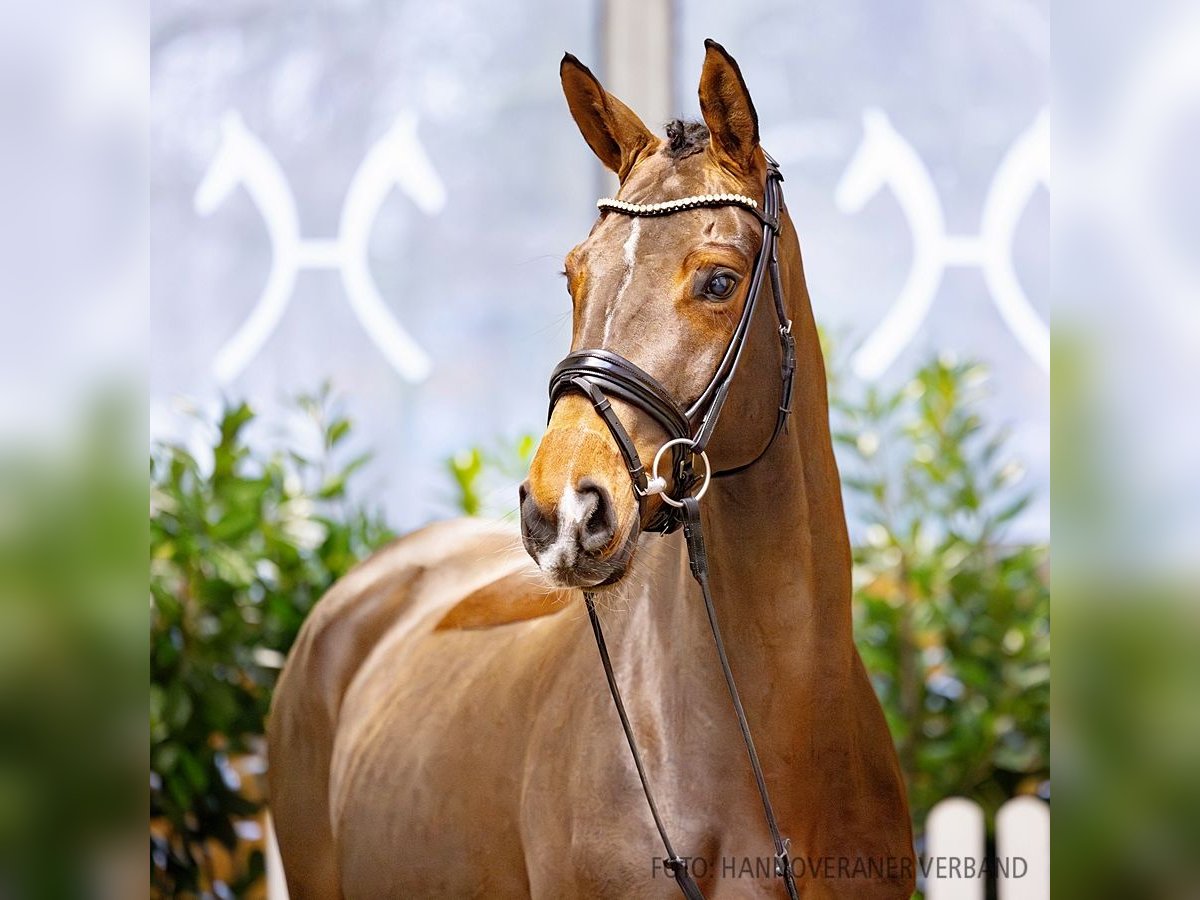 Hanoverian Mare 5 years 16 hh Brown in Verden