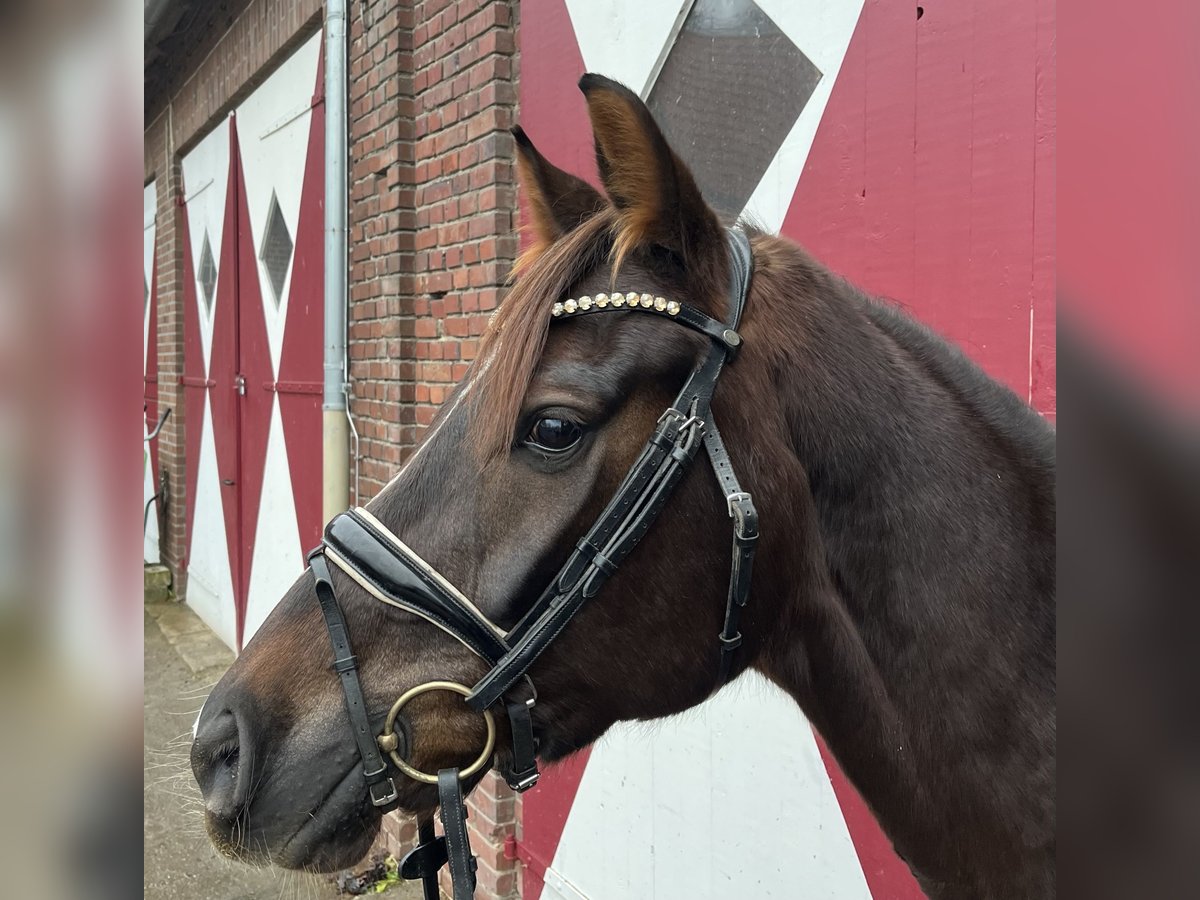 Hanoverian Mare 5 years 16 hh Chestnut in Ennigerloh