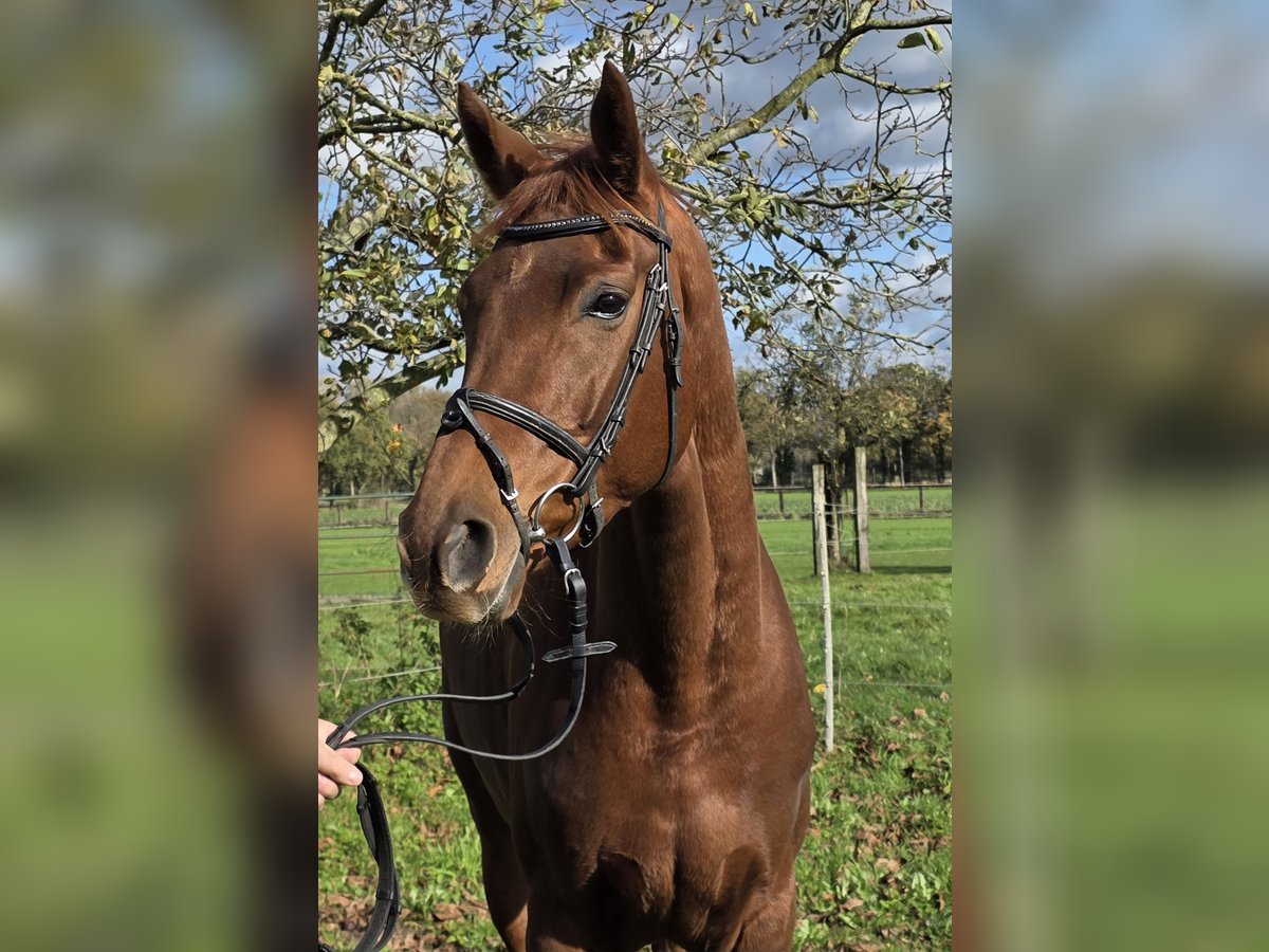Hanoverian Mare 5 years 16 hh Chestnut in Wachtendonk Hanoverian Mare 5 years 16 hh Chestnut in Wachtendonk