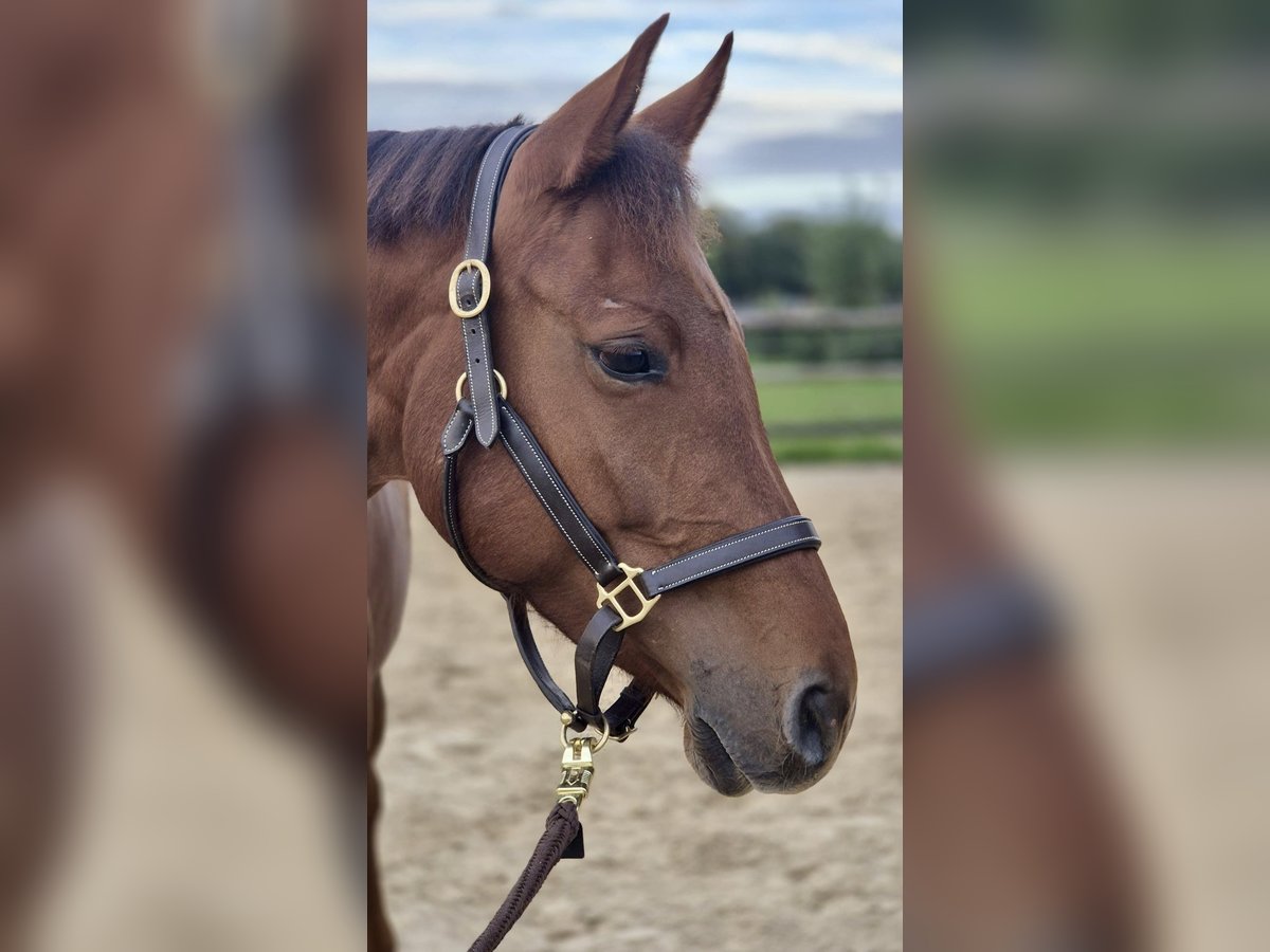 Hanoverian Mare 5 years 16 hh Chestnut-Red in Kaarst