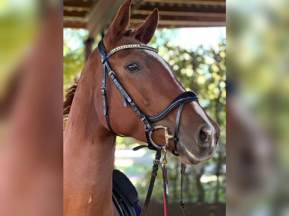 Hanoverian Mare 5 years 16 hh Chestnut-Red in Wahrenholz