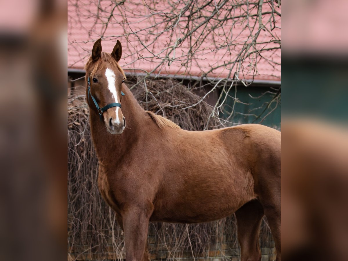 Hanoverian Mare 5 years 16 hh Chestnut-Red in Calberlah