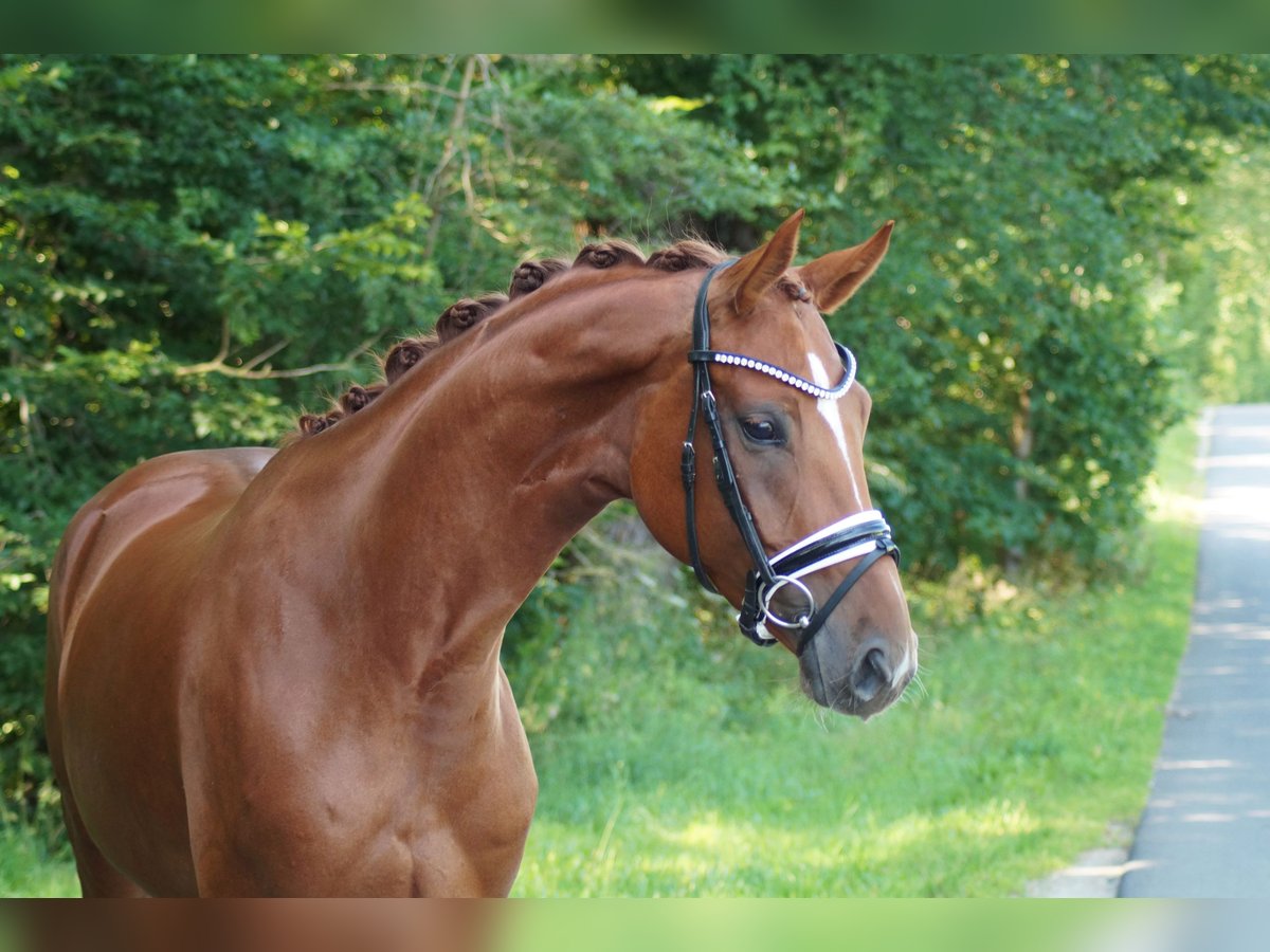 Hanoverian Mare 5 years 16 hh Chestnut-Red in Gleichen