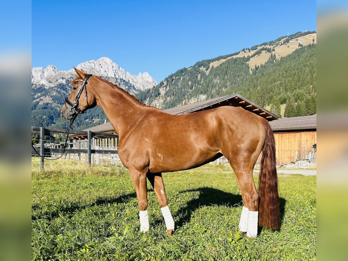 Hanoverian Mare 5 years 16 hh Chestnut-Red in Nesselw&#xE4;ngle