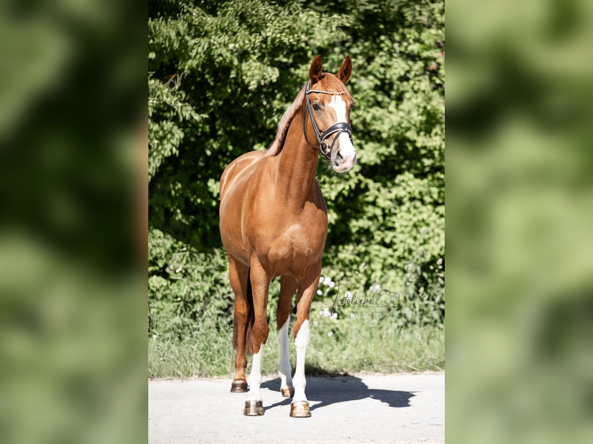 Hanoverian Mare 5 years 16 hh Chestnut-Red in Braunschweig