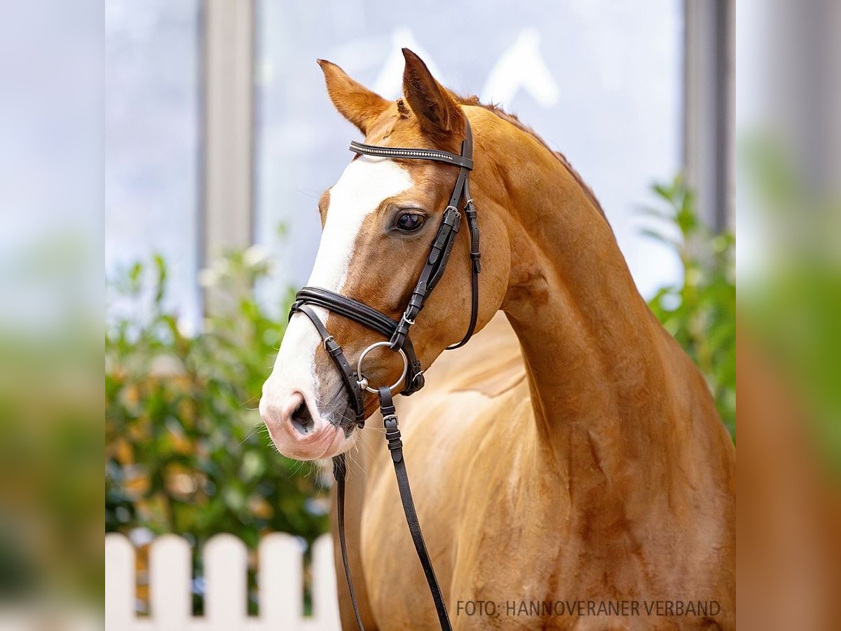 Hanoverian Mare 5 years 16 hh Chestnut-Red in Verden