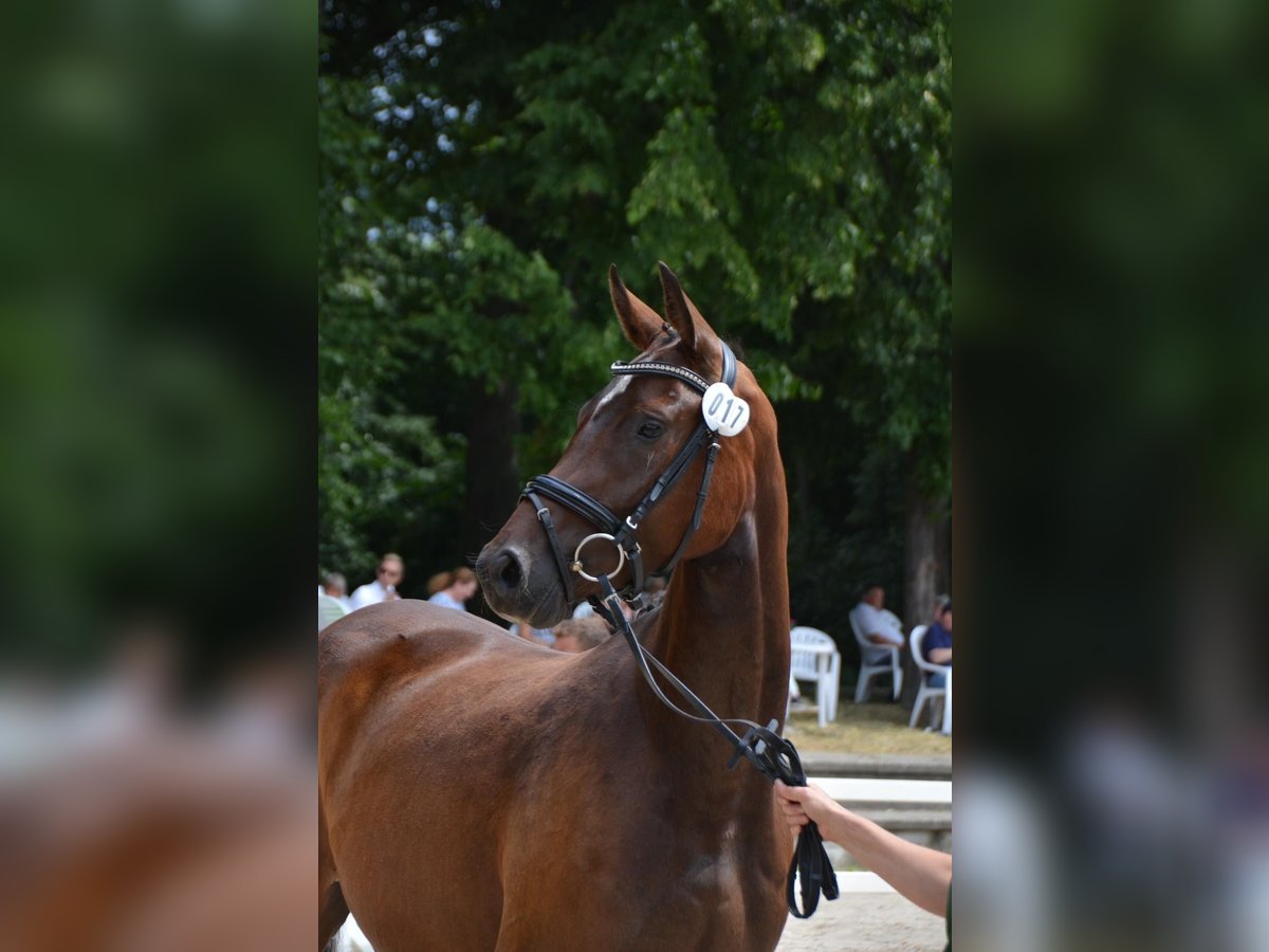 Hanoverian Mare 5 years 16,1 hh Bay-Dark in Ratingen Hanoverian Mare 5 years 16,1 hh Bay-Dark in Ratingen
