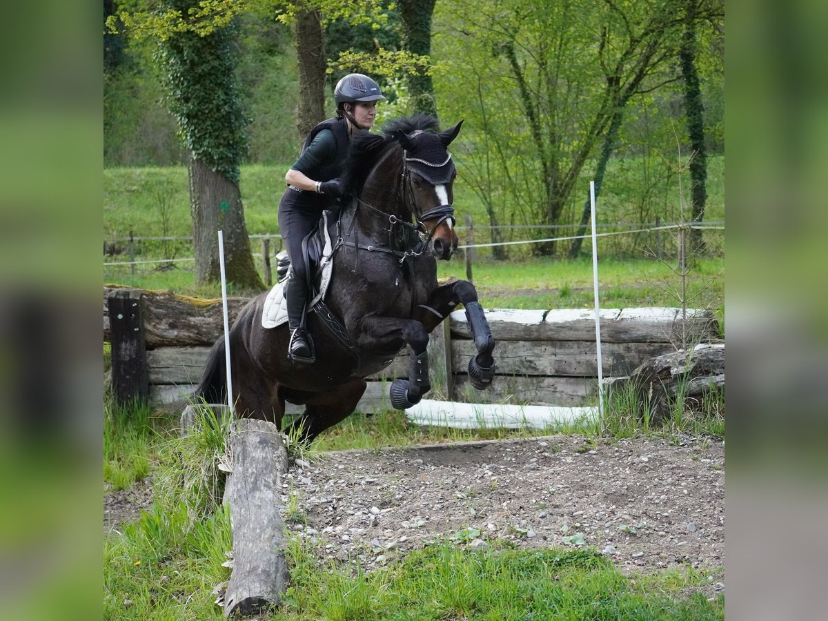Hanoverian Mare 5 years 16,1 hh Bay-Dark in Billigheim