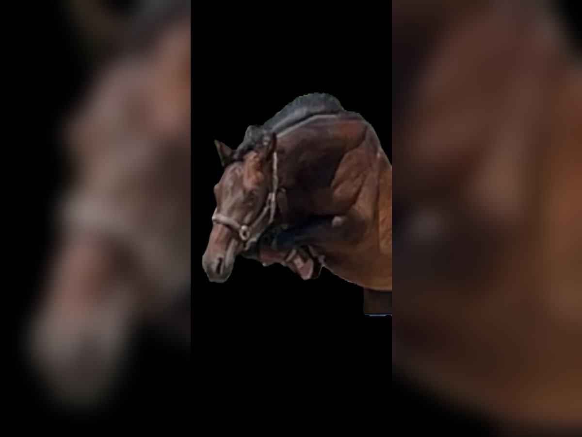 Hanoverian Mare 5 years 16,1 hh Bay-Dark in Framersheim