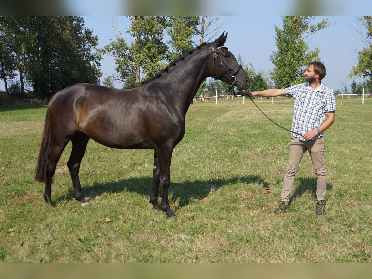 Hanoverian Mare 5 years 16,1 hh Black in Mügeln Hanoverian Mare 5 years 16,1 hh Black in Mügeln