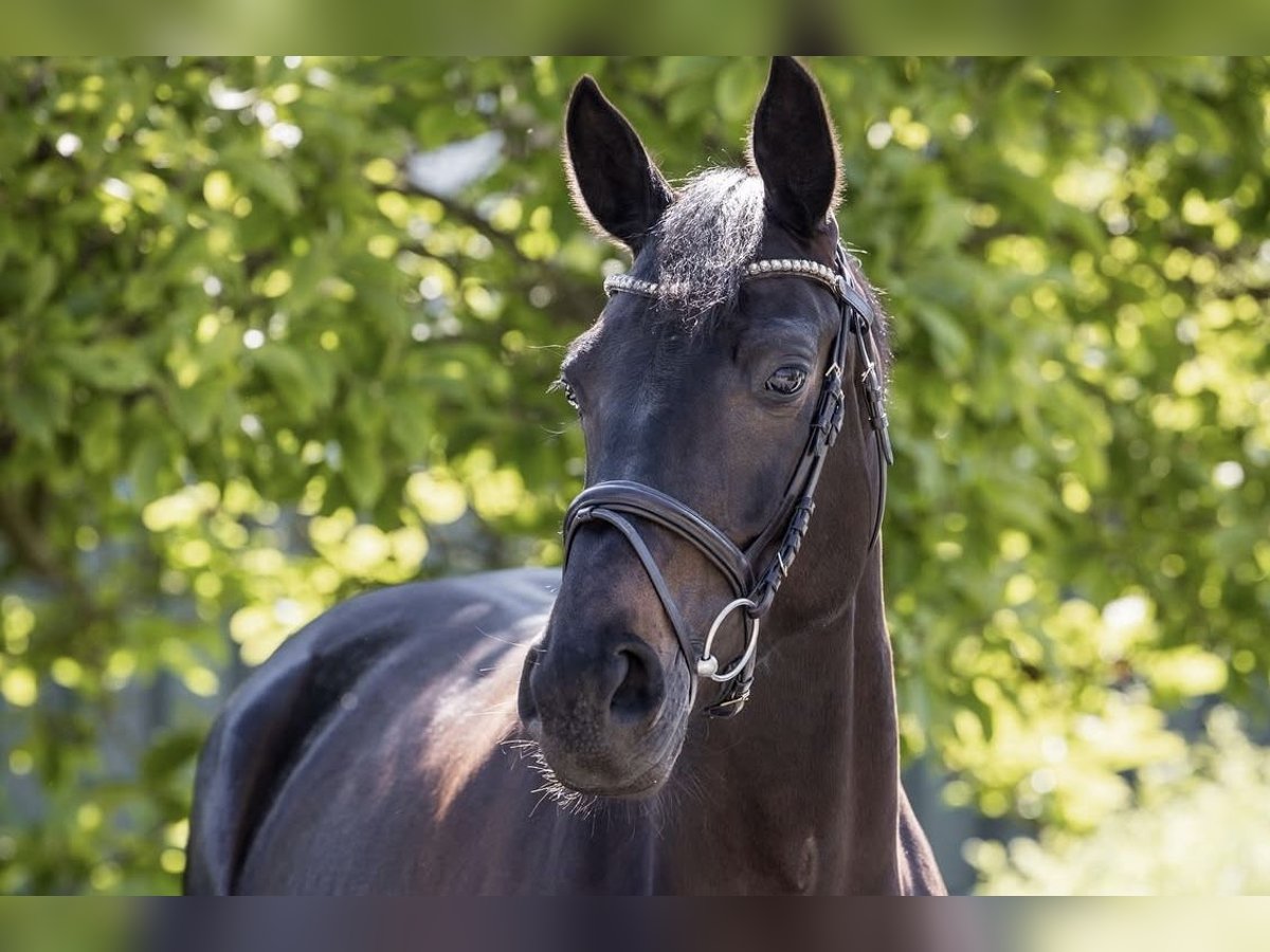 Hanoverian Mare 5 years 16,1 hh Black in Ohrensen