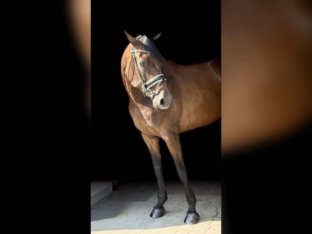 Hanoverian Mare 5 years 16,1 hh Brown in Viernheim