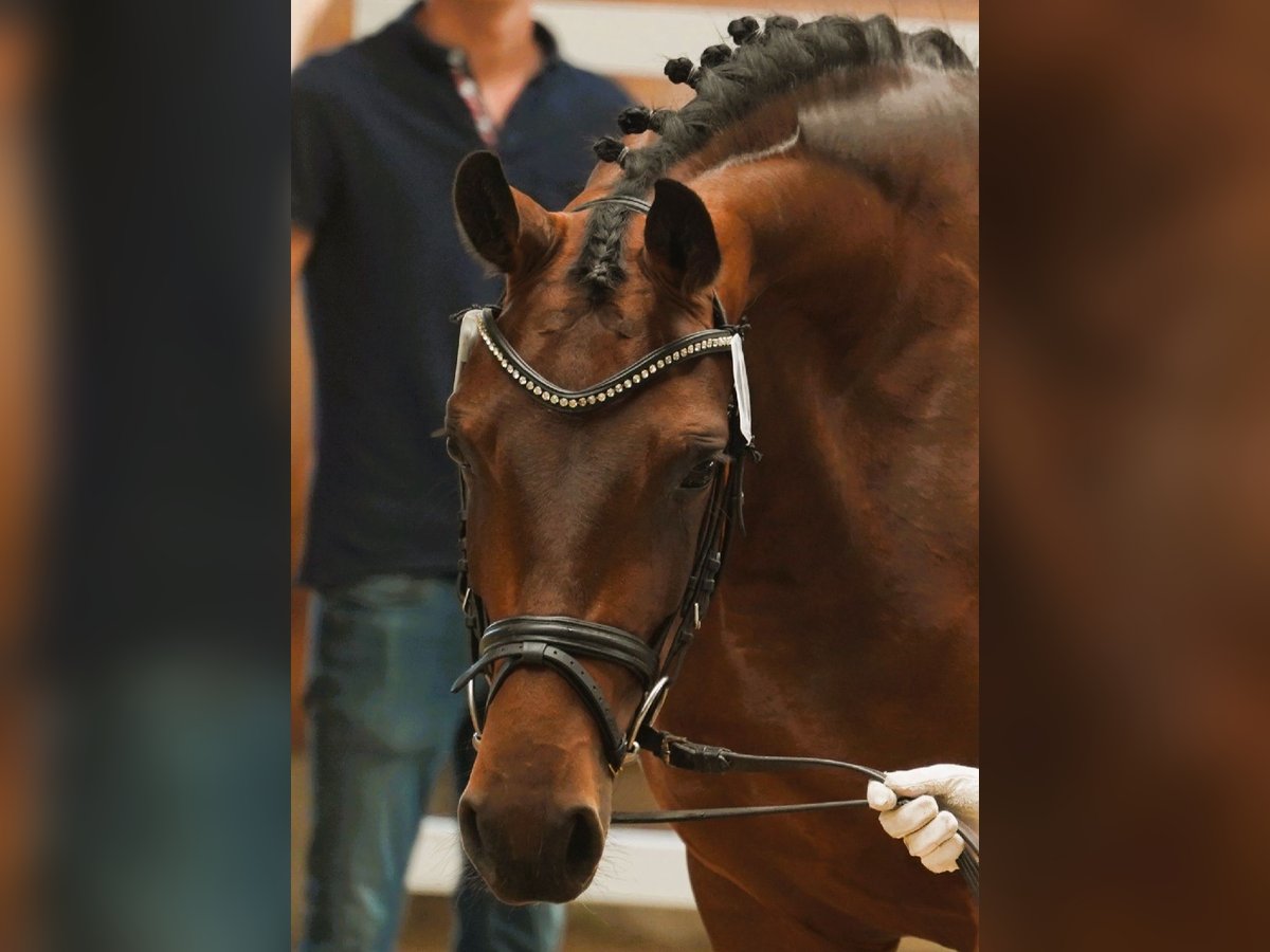 Hanoverian Mare 5 years 16,1 hh Brown in Coesfeld