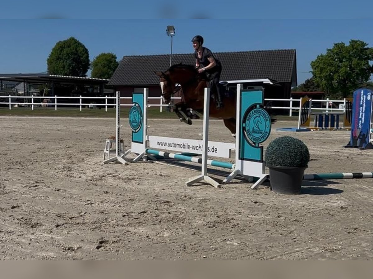 Hanoverian Mare 5 years 16,1 hh Brown in Hude (Oldenburg)