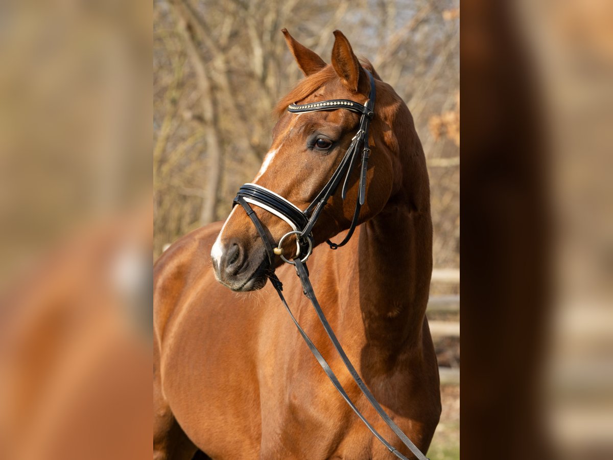 Hanoverian Mare 5 years 16,1 hh Chestnut-Red in Rickling