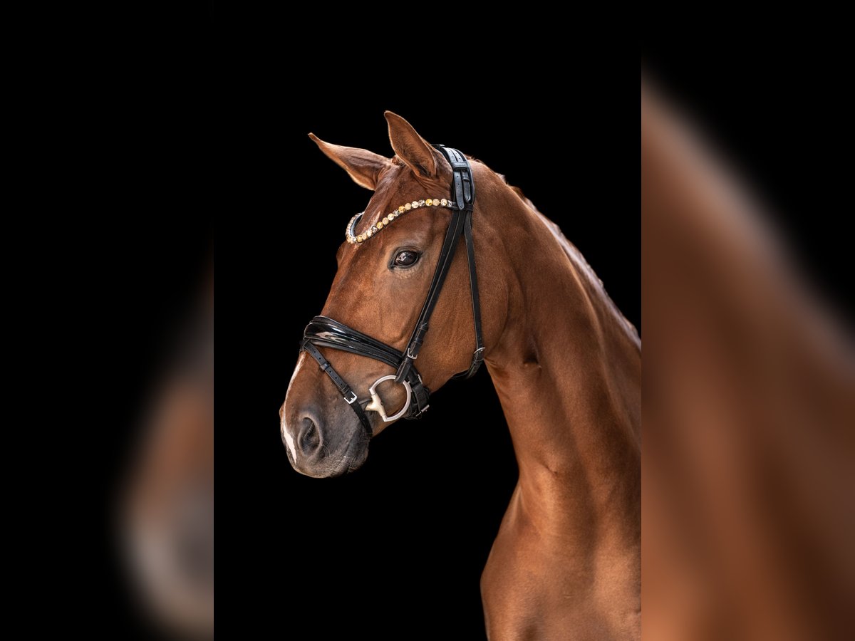 Hanoverian Mare 5 years 16,1 hh Chestnut-Red in Wingst