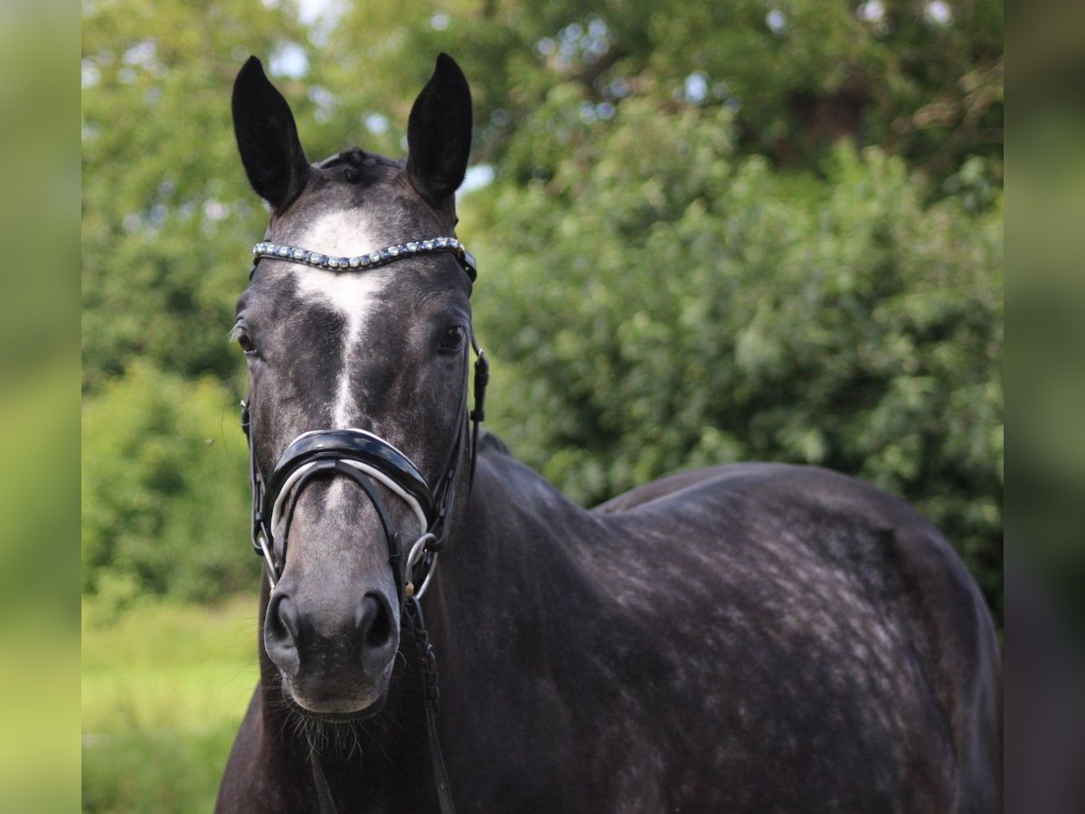 Hanoverian Mare 5 years 16,1 hh Gray-Dapple in Deinstedt