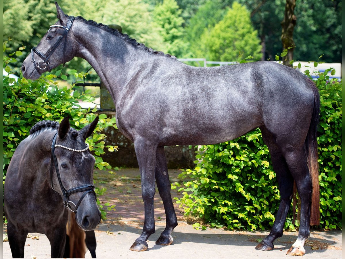Hanoverian Mare 5 years 16,1 hh Grey-Dapple in Dentlein am Forst