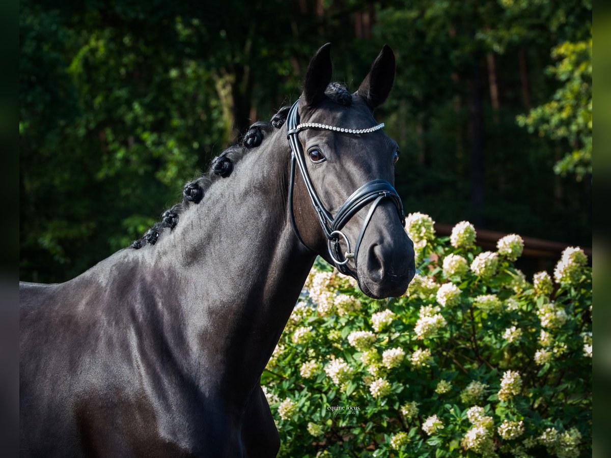 Hanoverian Mare 5 years 16,1 hh Smoky-Black in Niemegk Hanoverian Mare 5 years 16,1 hh Smoky-Black in Niemegk