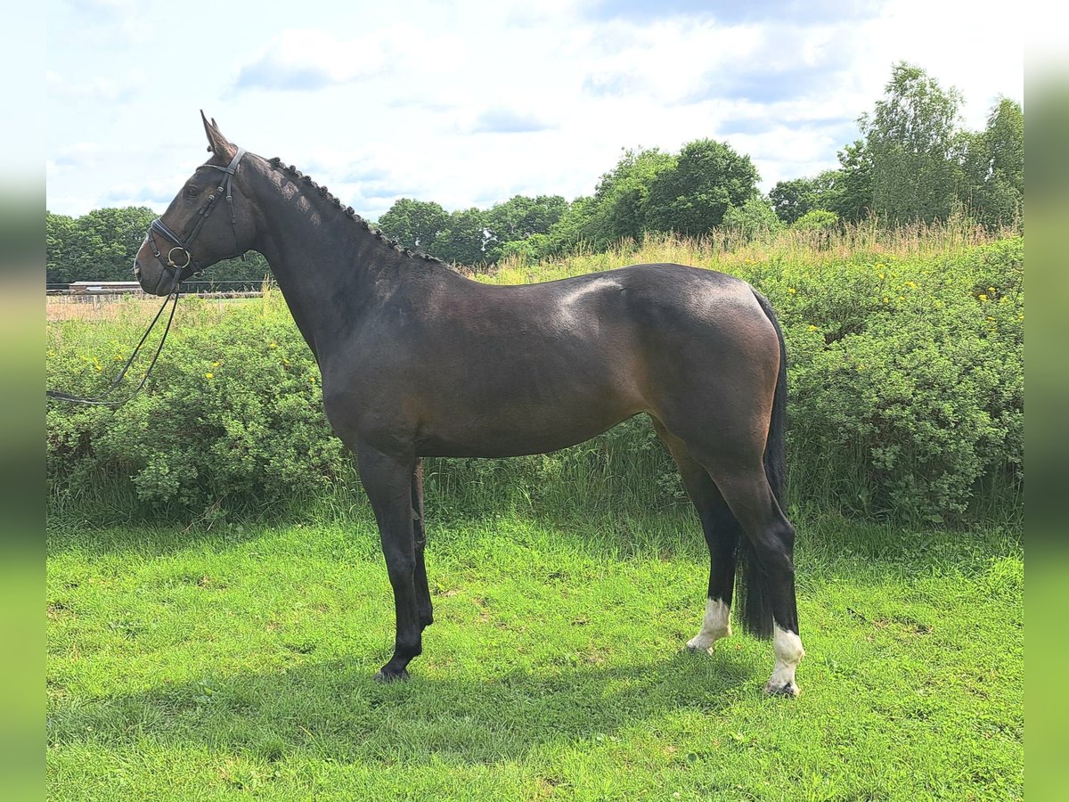 Hanoverian Mare 5 years 16,2 hh Bay-Dark in Loxstedt