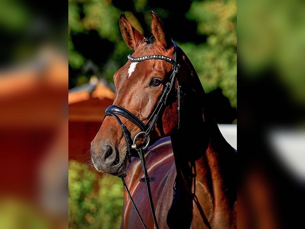 Hanoverian Mare 5 years 16,2 hh Bay-Dark in Zeven Hanoverian Mare 5 years 16,2 hh Bay-Dark in Zeven