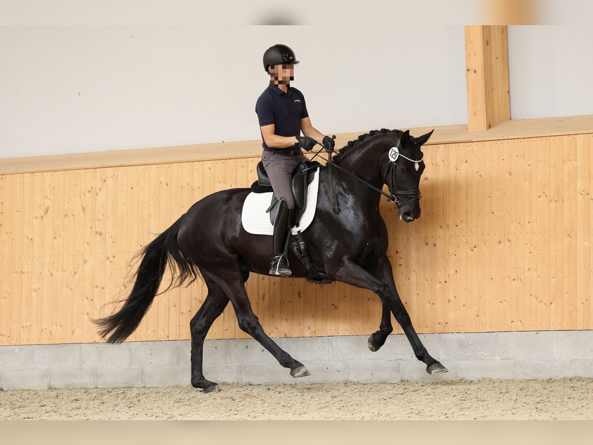 Hanoverian Mare 5 years 16,2 hh Black in Daaden