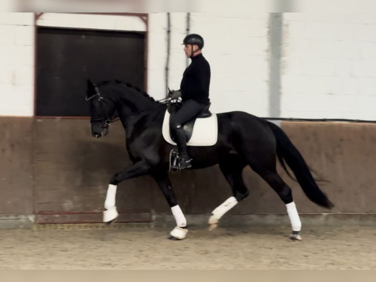 Hanoverian Mare 5 years 16,2 hh Black in Lohne (Oldenburg)