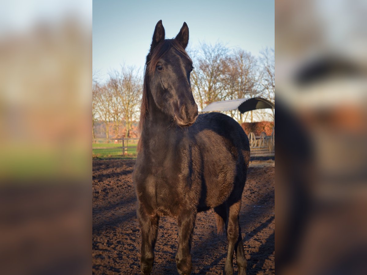 Hanoverian Mare 5 years 16,2 hh Black in Merzen