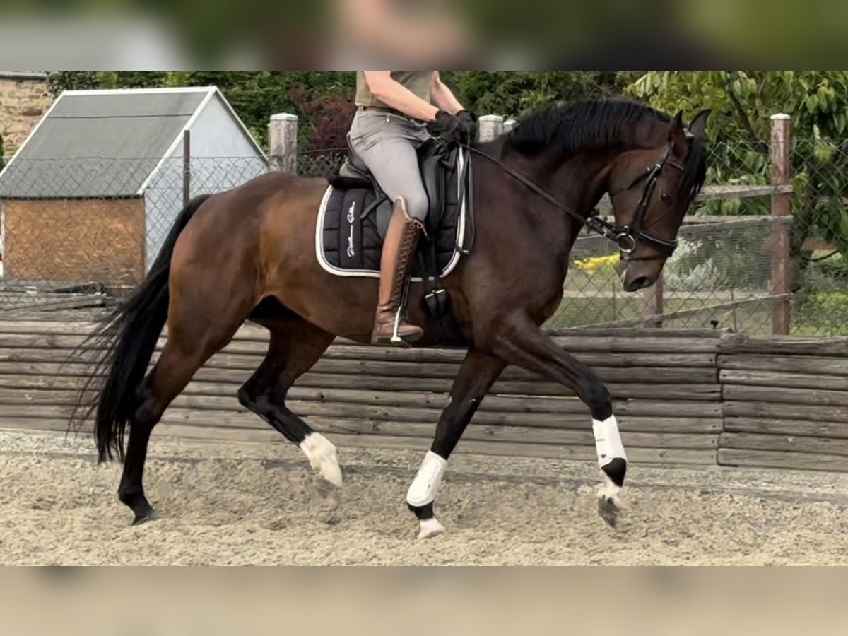 Hanoverian Mare 5 years 16,2 hh Brown in Velpke